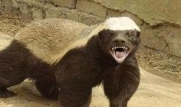 户外平头哥被爆料最新,揭秘神秘生物的神秘面纱